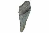Partial Megalodon Tooth - South Carolina #272566-1